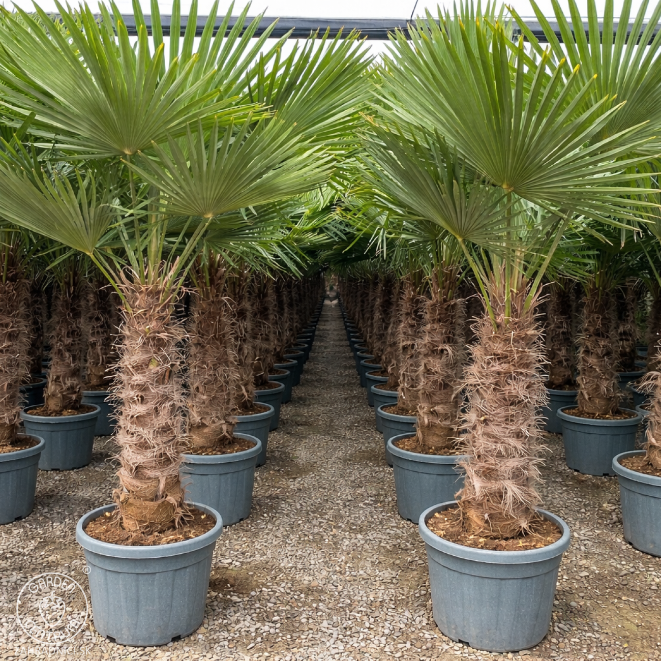 Obrázok Palma konopná (Trachycarpus fortunei) - výška kmeňa 90-100 cm, celková výška 200-220 cm, kont. C70L (-17°C)